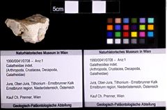 Foto (Objket + Etiketten) von Galatheoidea indet. 